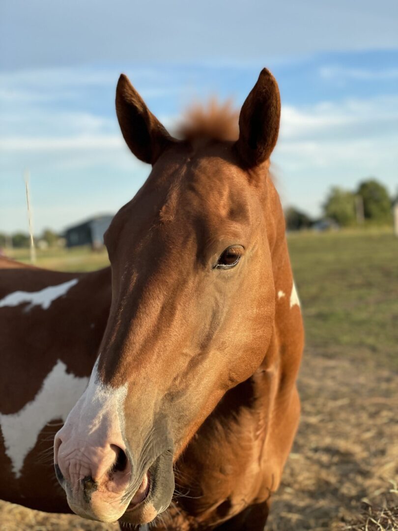 <p class="horse-header">"Fidgie"</p>
Fidget is the youngster in the herd, and recently turned 9 years old. He is a 14.1 hand American Paint and came to us from Arkansas. Fidget loves working with our older, more independent riders who teach him who's in charge, and we love his crazy hair!